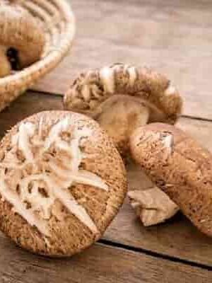 shiitake.Lentinula edodes